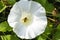 A Vibrant Hoverfly Feeding On Nectar From The Large Flower-head of Bindweed