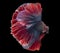 Vibrant hues standing out in the darkness, the betta splendens become living jewels in the aquatic world