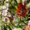 Vibrant hummingbird captured in mid-air, hovering near a red flower and lush green foliage