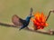 Vibrant hummingbird gliding gracefully near a vivid orange flower