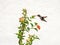 Vibrant hummingbird in mid-flight against a white wall, hovering near a lush shrub