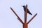 Vibrant hummingbird perched atop a metal pole