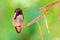 Vibrant hummingbird perched on a branch