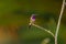 Vibrant hummingbird perched on a lush green tree branch