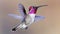 Vibrant hummingbirds in flight, aiming for flower nectar, showcasing beautiful colors