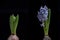 Vibrant hyacinth spring flowers isolated on black background