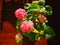 Vibrant Hydrangea macrophylla