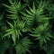 Vibrant Hyper-realistic Fern Art On Black Background