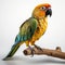 Vibrant Hyperrealistic 3d Parrot Model With Precisionist Style