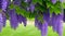 Vibrant illustration close up of flowering purple wisteria