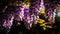 Vibrant illustration close up of flowering wisteria