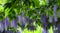 Vibrant illustration close up of flowering wisteria forest