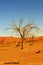 Vibrant image of a dead tree against orange sand dunes and bright blue sky