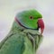 Vibrant Indian ringed parrot on a bright blurred background