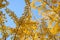 Vibrant Japanese Autumn Ginkgo leaves Landscape with blurred background