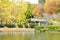 Vibrant Japanese autumn maple leaves Landscape around pond waters