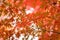 Vibrant Japanese Autumn Maple leaves Landscape with blurred background