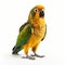 Vibrant Jenday Conure: A Stunning Parrot With Sharp Humor