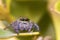 Vibrant jumping spider perched atop lush green leaves, its multiple eyes focused on the viewer