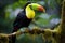 Vibrant Keel billed Toucan amidst Panamas rich vegetation a captivating wildlife scene