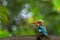 Vibrant kingfisher bird perched on top of a tree branch