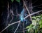 Vibrant Kingfisher perched atop a slender tree branch surrounded by lush greenery