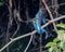 Vibrant Kingfisher perched atop a slender tree branch surrounded by lush greenery