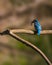 Vibrant kingfisher perched atop a tree branch with prey in its beak