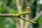 Vibrant Kingfisher perched on a tree branch