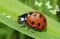 Vibrant ladybug and dewdrops on green grass leaf, macro image, AI generated