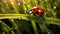 Vibrant ladybug on green leaf, dewdrop reflects nature beauty generated by AI