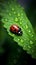 Vibrant ladybug perched on a lush green leaf, illuminated by water droplets, AI-generated.