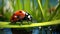 Vibrant Ladybug In A Serene Water Stream - Stunning Octane Render Artwork