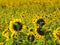 Vibrant landscape featuring a field of sunflowers along the roadside in Germany