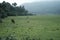 Vibrant landscape of a herd of grazing cows in a large field surrounded by trees