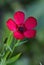 Vibrant Large-flowered flax flower blooming in the sunshine outdoors