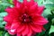 Vibrant large red dahlia flower photographed close-up on a white background