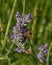 Vibrant lavender bloom with honeybee in close-up beauty