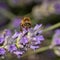 Vibrant lavender bloom with honeybee in close-up beauty