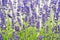 Vibrant lavender bush in garden