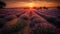 Vibrant lavender field basks in the warm glow of a sunset