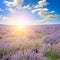 Vibrant lavender field and sun