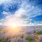 Vibrant lavender field and sun rise