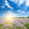 Vibrant lavender field and sun rise