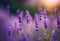 A vibrant lavender plant stands out against a backdrop of bright sunlight