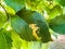 Vibrant leaf of a paulownia tree illuminated by the light of the sun