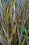 Vibrant leaves of new zealand flax phormium agavaceae tanax dark ddelight