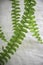 Vibrant light green  fern leaves