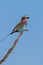 Vibrant lilac-breasted roller bird is perched atop a brown branch of a tree