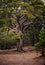 A vibrant loch side tree